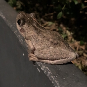 Litoria peronii at Watson, ACT - 7 Jan 2018 10:26 PM