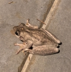 Litoria peronii at Watson, ACT - 7 Jan 2018 10:26 PM