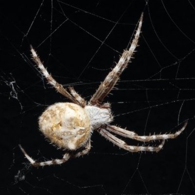 Socca pustulosa (Knobbled Orbweaver) at Acton, ACT - 6 Feb 2017 by RWPurdie