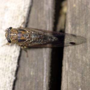 Galanga labeculata at O'Connor, ACT - 5 Jan 2018