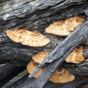 Truncospora ochroleuca at Conder, ACT - 26 Dec 2017