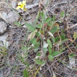 Goodenia hederacea subsp. hederacea at Hume, ACT - 3 Jan 2018