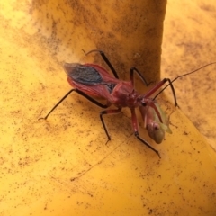 Gminatus australis at Macquarie, ACT - 31 Dec 2017