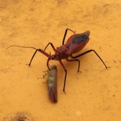 Gminatus australis at Macquarie, ACT - 31 Dec 2017