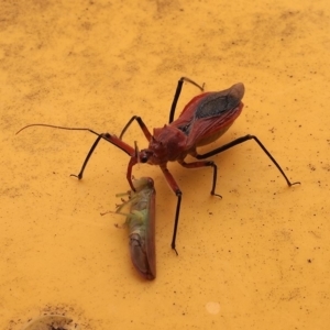 Gminatus australis at Macquarie, ACT - 31 Dec 2017 08:43 AM