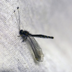 Suhpalacsa sp. (genus) at O'Connor, ACT - 5 Jan 2018