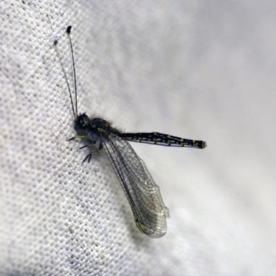 Suhpalacsa sp. (genus) (Owlfly) at O'Connor, ACT - 5 Jan 2018 by ibaird