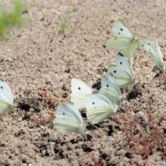 Pieris rapae at Booth, ACT - 4 Jan 2018