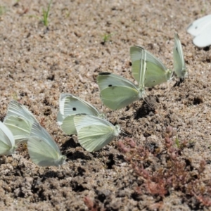 Pieris rapae at Booth, ACT - 4 Jan 2018 02:00 PM