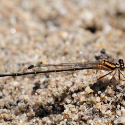 Nososticta solida (Orange Threadtail) at Booth, ACT - 4 Jan 2018 by KenT