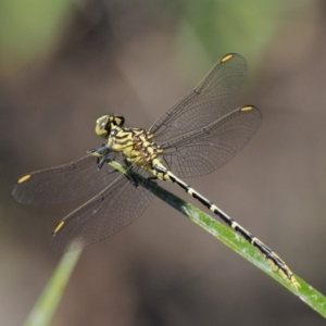 Austrogomphus guerini at Booth, ACT - 4 Jan 2018 01:54 PM