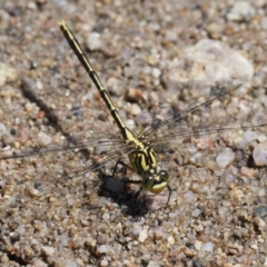 Austrogomphus guerini at Booth, ACT - 4 Jan 2018 01:54 PM