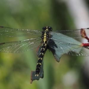 Hemigomphus gouldii at Mount Clear, ACT - 4 Jan 2018 11:42 AM