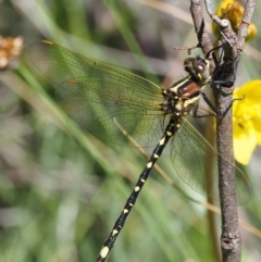 Synthemis eustalacta (Swamp Tigertail) at Mount Clear, ACT - 4 Jan 2018 by KenT
