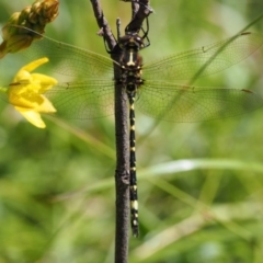 Synthemis eustalacta at Mount Clear, ACT - 4 Jan 2018 09:32 AM