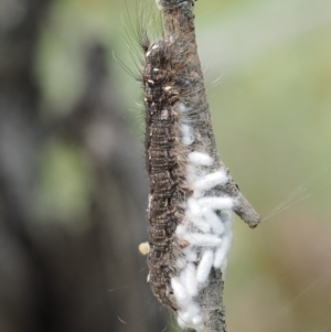 Porela cinerea at Mount Clear, ACT - 1 Jan 2018