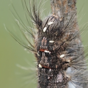 Porela cinerea at Mount Clear, ACT - 1 Jan 2018