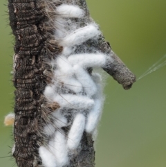 Porela cinerea at Mount Clear, ACT - 1 Jan 2018