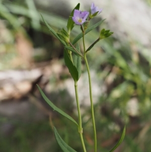 Veronica gracilis at Mount Clear, ACT - 4 Jan 2018 11:00 AM