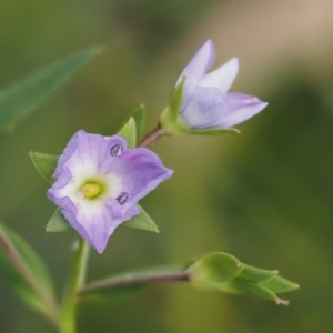 Veronica gracilis at Mount Clear, ACT - 4 Jan 2018 11:00 AM