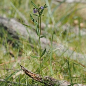 Veronica gracilis at Mount Clear, ACT - 4 Jan 2018 11:00 AM