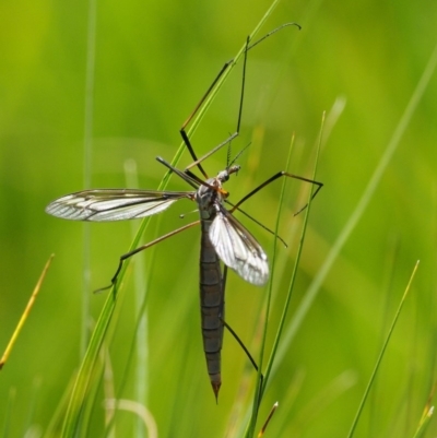 Tipulidae sp. (family) (Unidentified Crane Fly) at Mount Clear, ACT - 1 Jan 2018 by KenT