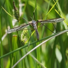 Tipulidae sp. (family) at Mount Clear, ACT - 1 Jan 2018