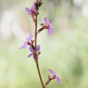 Stylidium graminifolium at Mount Clear, ACT - 1 Jan 2018