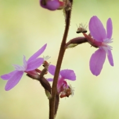 Stylidium graminifolium at Mount Clear, ACT - 1 Jan 2018