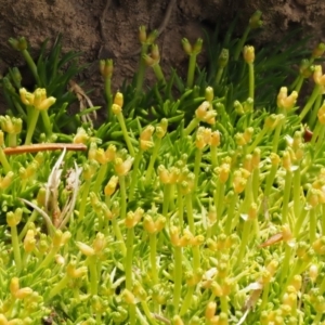 Scleranthus biflorus at Mount Clear, ACT - 1 Jan 2018