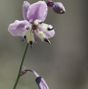 Arthropodium milleflorum at Mount Clear, ACT - 1 Jan 2018