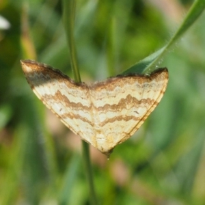 Chrysolarentia correlata at Mount Clear, ACT - 4 Jan 2018