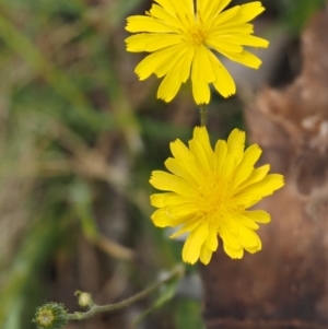 Crepis capillaris at Mount Clear, ACT - 1 Jan 2018 08:56 AM