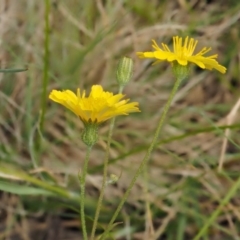 Crepis capillaris at Mount Clear, ACT - 1 Jan 2018