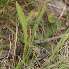 Crepis capillaris at Mount Clear, ACT - 1 Jan 2018