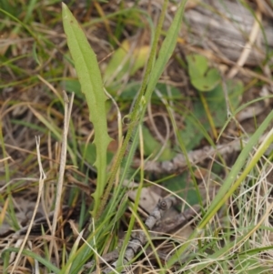 Crepis capillaris at Mount Clear, ACT - 1 Jan 2018 08:56 AM