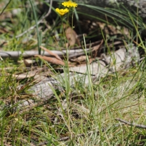 Crepis capillaris at Mount Clear, ACT - 1 Jan 2018 08:56 AM