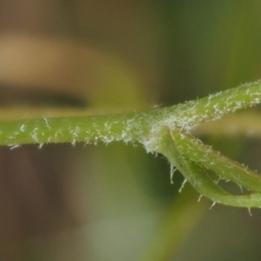 Crepis capillaris at Mount Clear, ACT - 1 Jan 2018