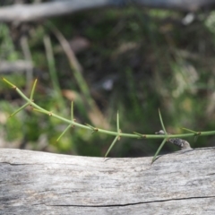 Discaria pubescens (Australian Anchor Plant) at Mount Clear, ACT - 31 Dec 2017 by KenT