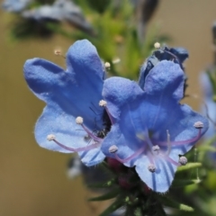 Echium vulgare (Vipers Bugloss) at Mount Clear, ACT - 1 Jan 2018 by KenT