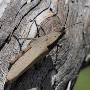 Goniaea australasiae at Mount Clear, ACT - 4 Jan 2018