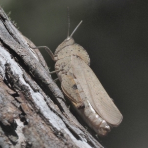 Goniaea australasiae at Mount Clear, ACT - 4 Jan 2018