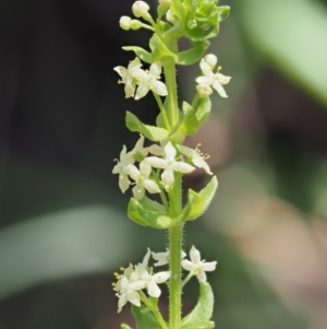 Galium ciliare subsp. ciliare at Mount Clear, ACT - 1 Jan 2018