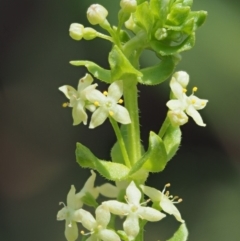 Galium ciliare subsp. ciliare at Mount Clear, ACT - 1 Jan 2018