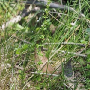 Galium ciliare subsp. ciliare at Mount Clear, ACT - 1 Jan 2018