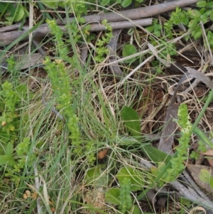 Galium ciliare subsp. ciliare at Mount Clear, ACT - 1 Jan 2018