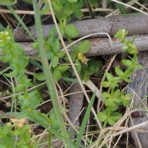 Galium ciliare subsp. ciliare at Mount Clear, ACT - 1 Jan 2018