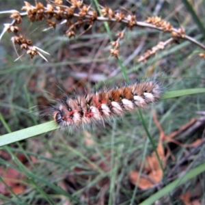 Anthela canescens at Cotter River, ACT - 28 Dec 2014 02:37 PM