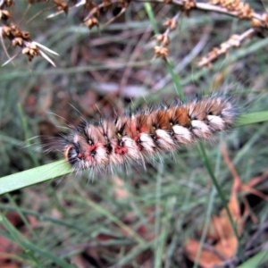 Anthela canescens at Cotter River, ACT - 28 Dec 2014 02:37 PM