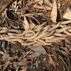 Perginae sp. (subfamily) (Unidentified pergine sawfly) at Belconnen, ACT - 13 Mar 2016 by CathB